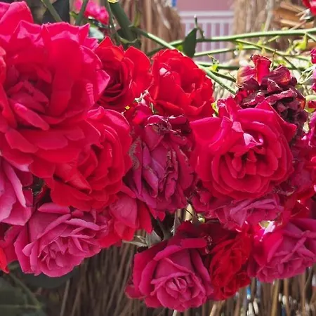 ホテル Grand Yayla