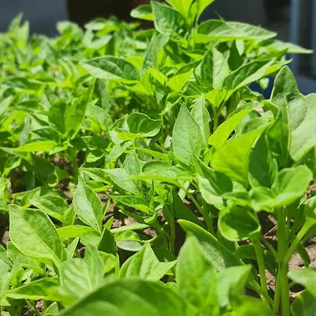 Grand Yayla ホテル Çeşme