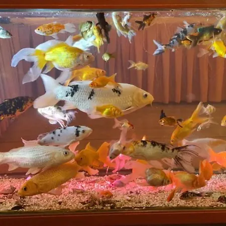 Grand Yayla ホテル