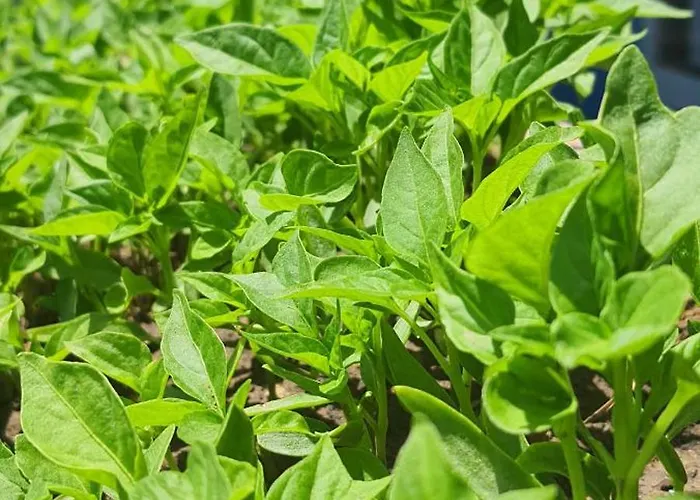 Grand Yayla מלון Çeşme