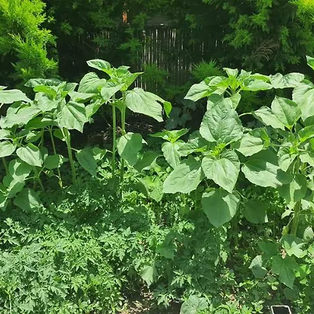 Grand Yayla Отель