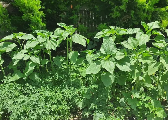 Grand Yayla Готель